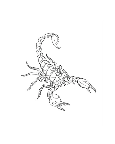 Scorpio Zodiac Tattoos for Women